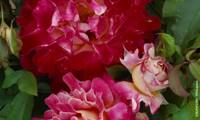 Pink Lady Ruffles ‘Interrufydalpink