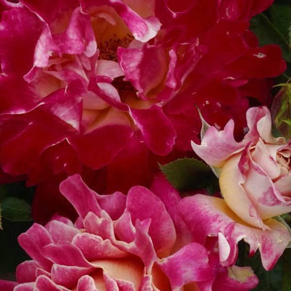 Pink Lady Ruffles ‘Interrufydalpink