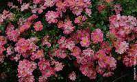 Pink Pin’s