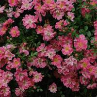 Pink Pin’s