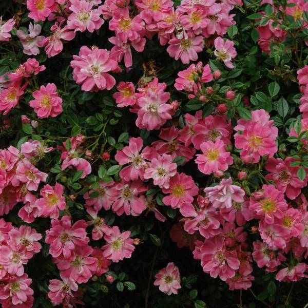 Pink Pin’s