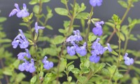 Victoria Blue®