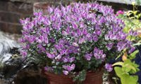 Garden Beauty Purple