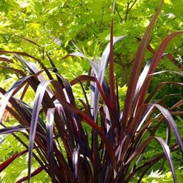 Phormium × (Формій гібридний)