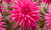 Electro Pink