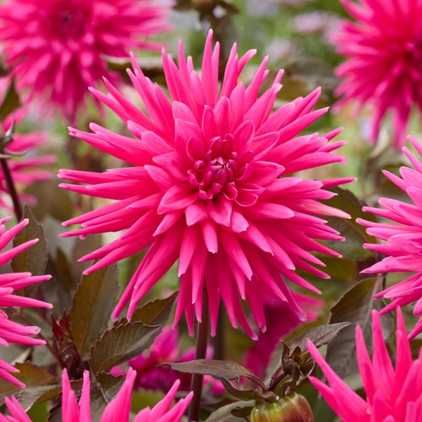 Electro Pink
