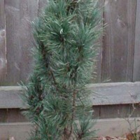 Fastigiata