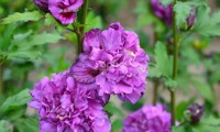 French Cabaret® Purple