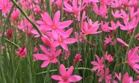Pink Butterflies®