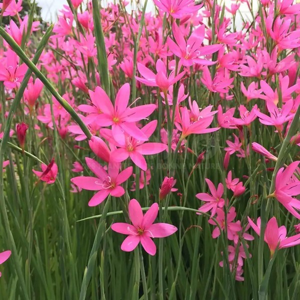 Pink Butterflies®