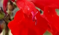 Super Red