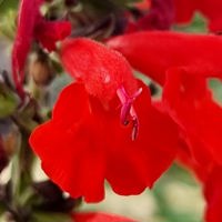 Super Red
