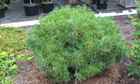 Green Twist