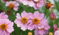 Twinklebells Pink