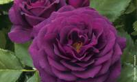Purple Eden