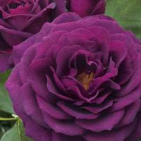 Purple Eden