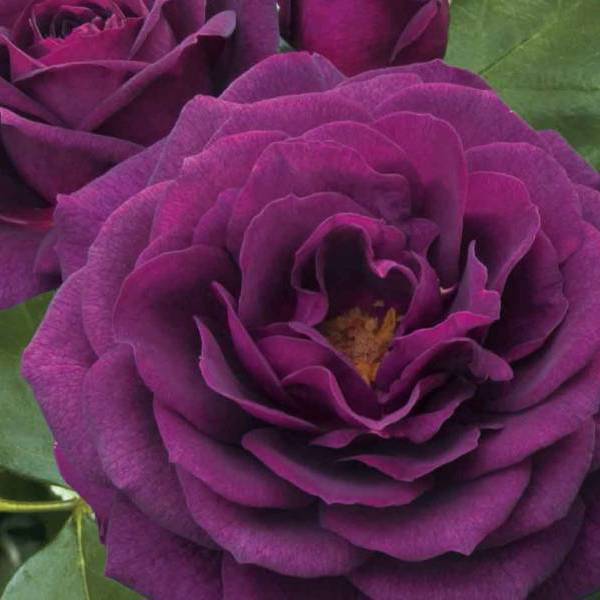 Purple Eden