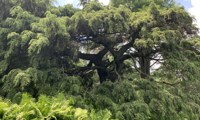 Pendula (Tsuga canadensis)