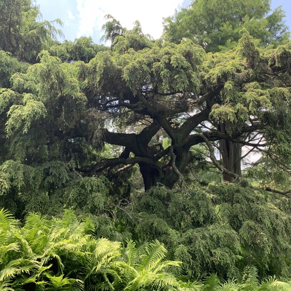 Pendula (Tsuga canadensis)