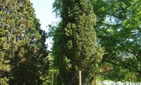 Fastigiata Robusta