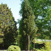 Fastigiata Robusta