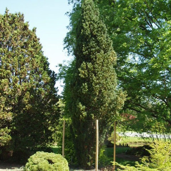 Fastigiata Robusta