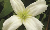White Magic