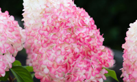 Pink & Rose