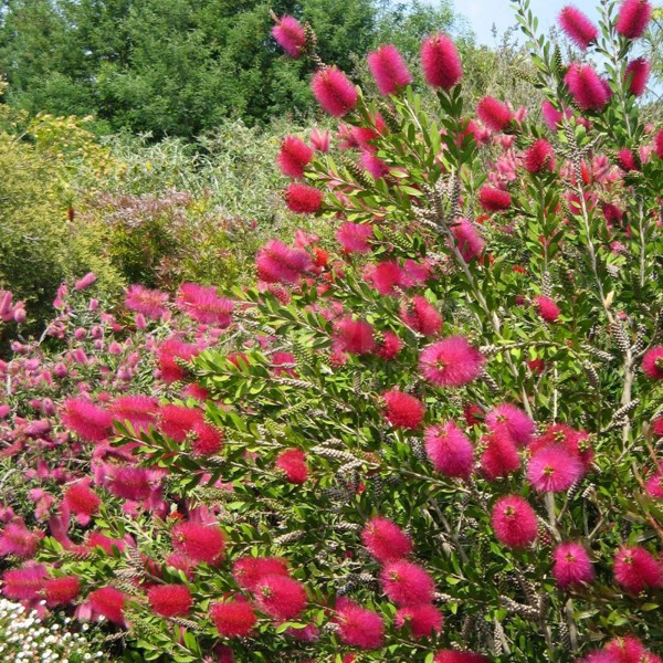 Callistemon viminalis (Каллістемон прутоподібний)