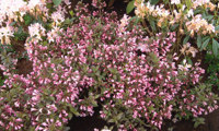 Purpurea (Weigela)