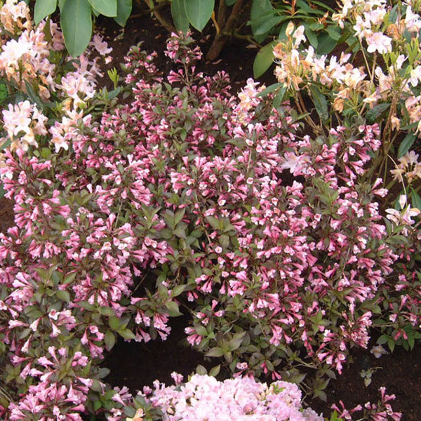 Purpurea (Weigela)