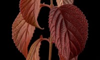 Magical® Spring Glory