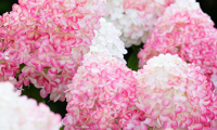 Living Pink & Rose