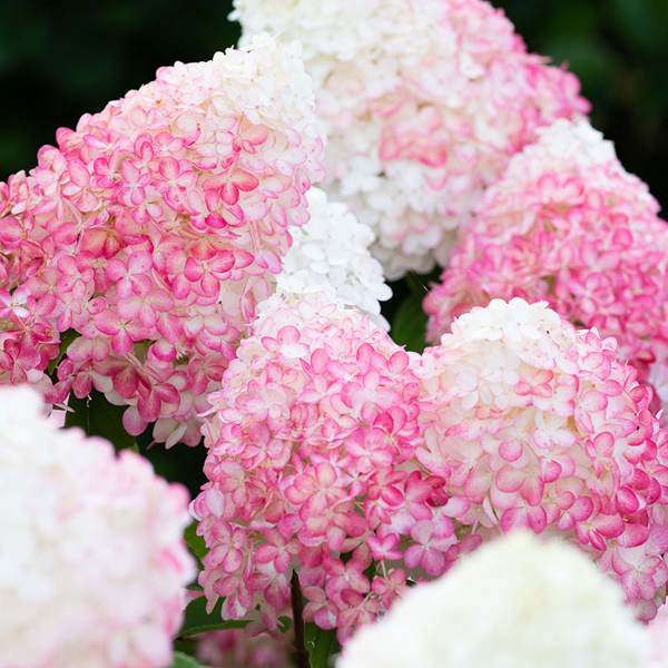 Living Pink & Rose