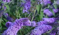 Reve De Papillon Lavender