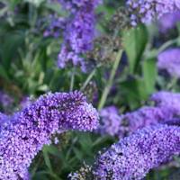 Reve De Papillon Lavender