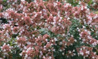 Raspberry Profusion