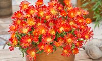 Ocean Sunset Orange Vibe