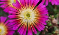 Sun Diamonds Magenta