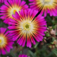 Sun Diamonds Magenta