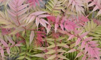 Pink Hopi®