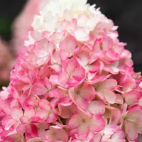Living Raspberry Pink®