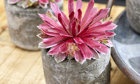 Chick Charms Lotus Blossom