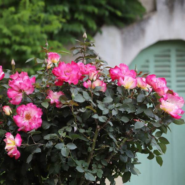 Matin D’été