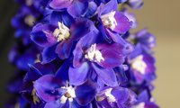 Delgenius Blue Fabulosa