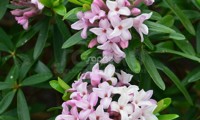 Pink Fragrance