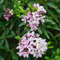 Pink Fragrance