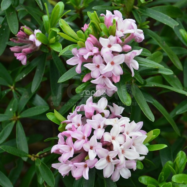 Daphne × transatlantica (Дафна трансатлантична)