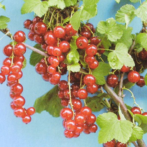 Ribes rubrum (Смородина червона)