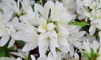Steren® White